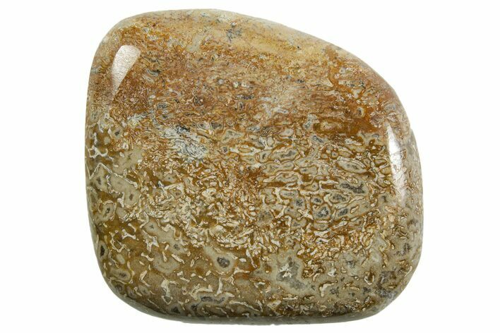 Polished Dinosaur Bone (Gembone) - Morocco #371383